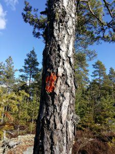 Kasarminlahden laavu – Vakka-Suomen Latu ry